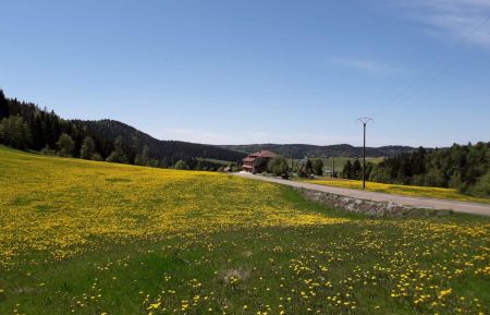 G&icirc;te n&deg;G1359 Septmoncel les Molunes - Jura - La Margueronne au milieu des pissenlits